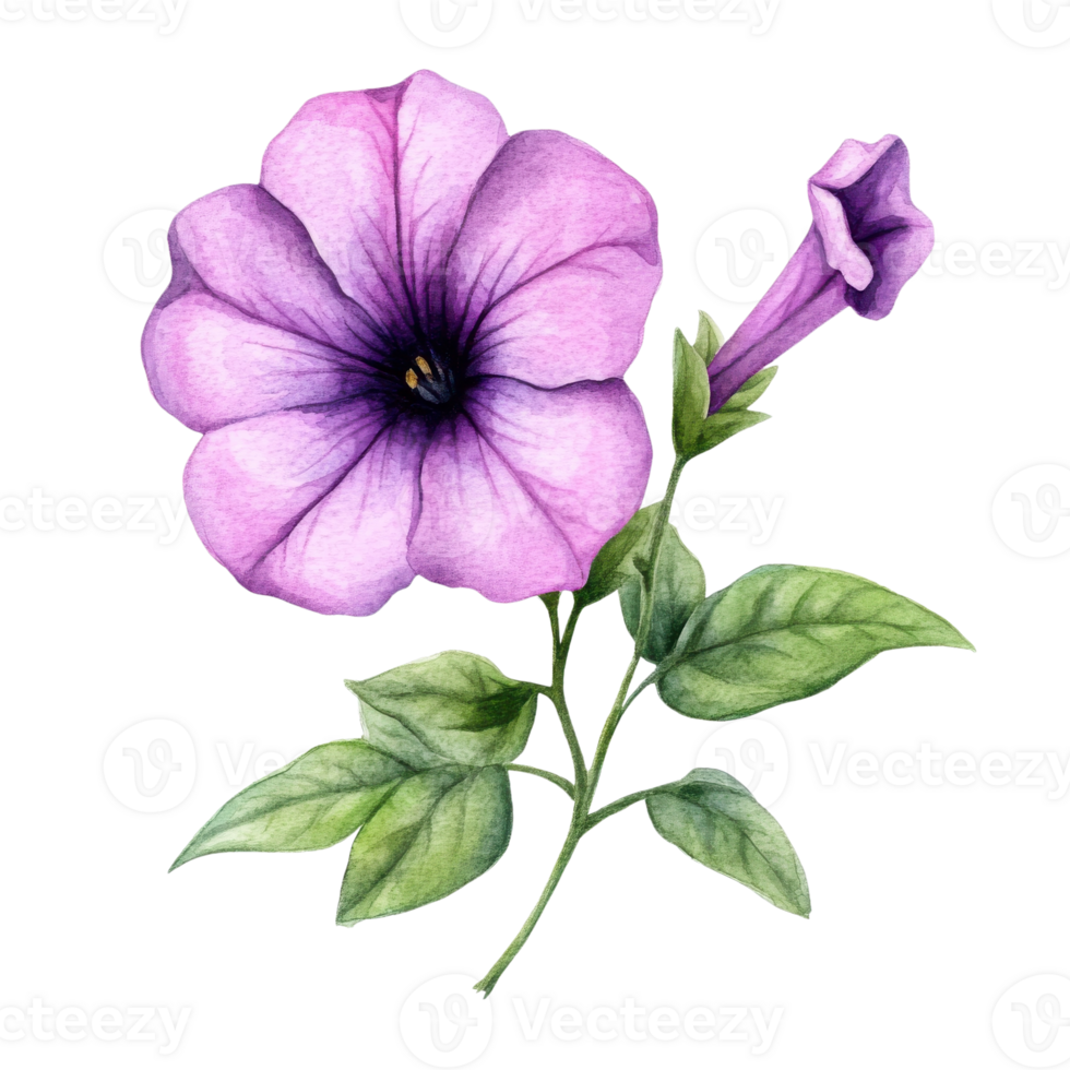 Purple flower isolated on transparent background. png