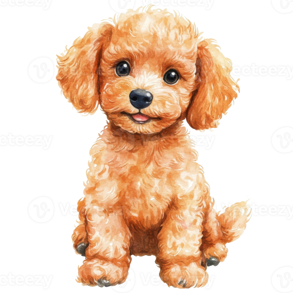 A cute poodle sitting on transparent background. png