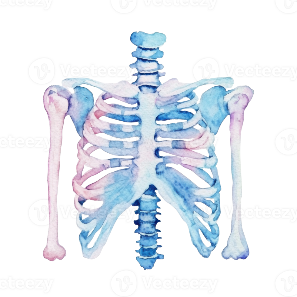 Watercolor human skeleton on transparent background png