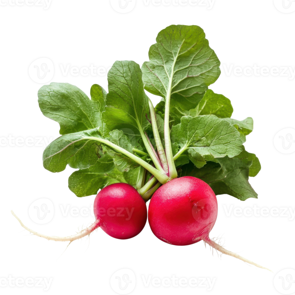 Two radishes with leaves on transparent background png