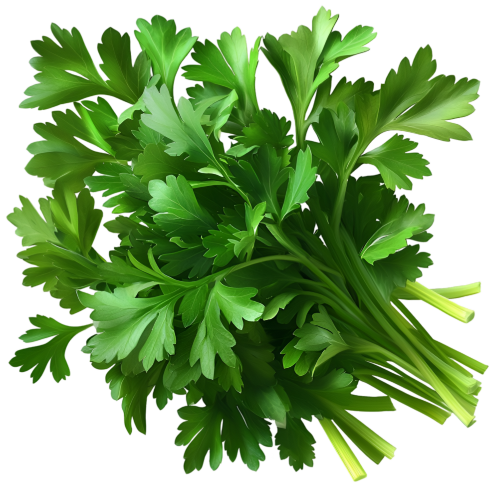 Fresh green parsley leaves vibrant crisp aromatic organic texture png