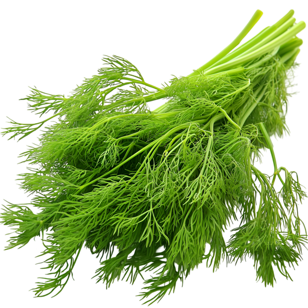 Fresh organic green dill herb bright vibrant leaf texture png