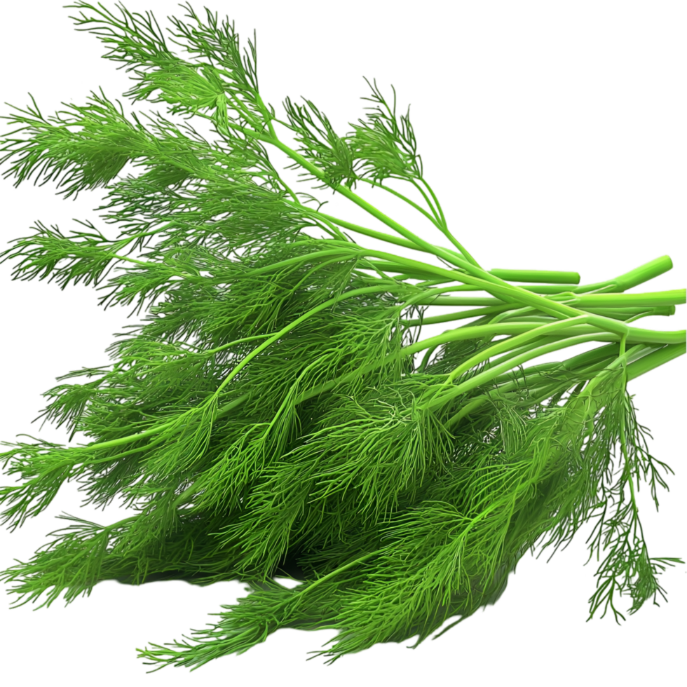 Fresh green dill herb feathery leaves for aromatic culinary seasoning png
