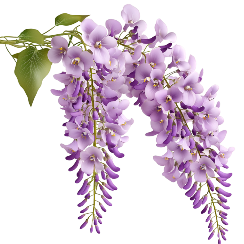 Purple wisteria flowers hanging petals and realistic natural blooming effect png