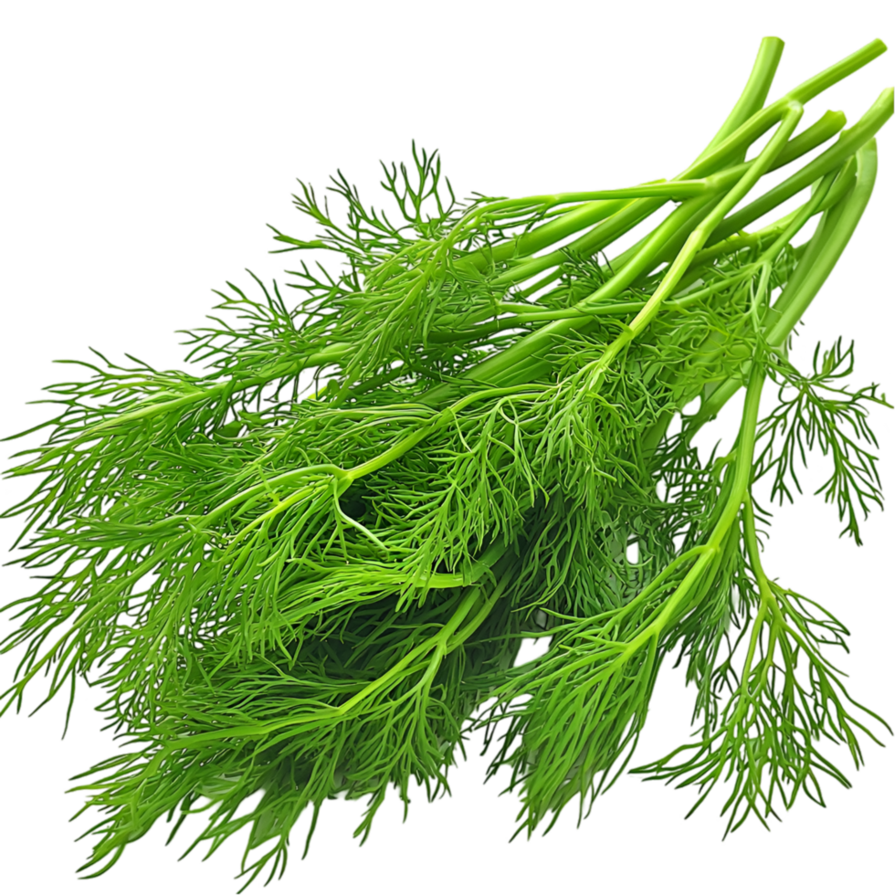 Fresh green dill herb delicate feathery leaves and aromatic fragrance png
