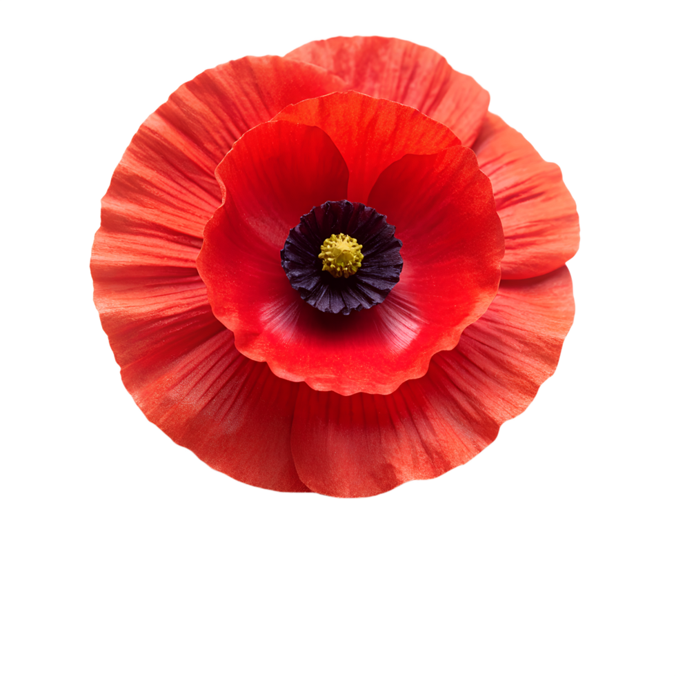 Realistic poppy Flower, Symbol of anzac day png