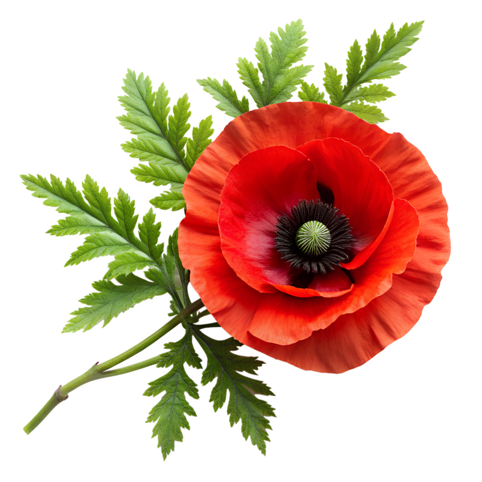 Poppy Flower, Symbol of anzac day, Red poppy bloom on transparent background png