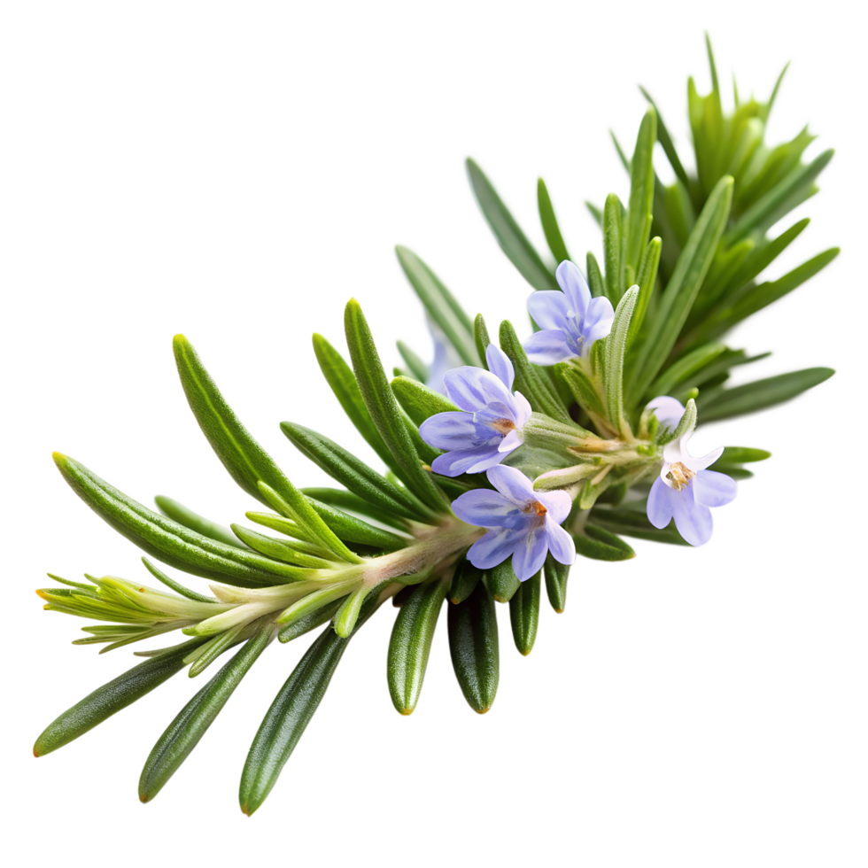 Rosemary Sprig and Poppy Flower Symbols of Remembrance on Anzac Day on transparent background png