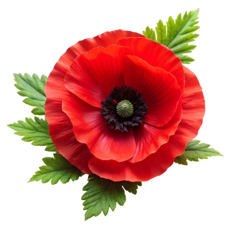 Poppy Flowers, Symbol of anzac day, Red poppy bloom png