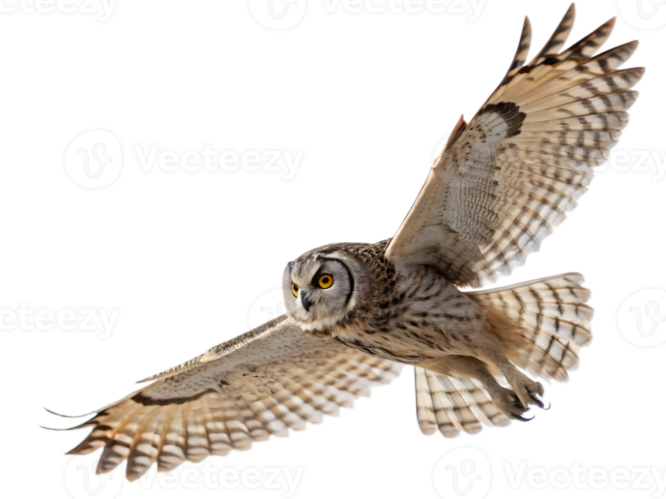 Short-Eared Owl in Flight, Isolated on Transparent Background png