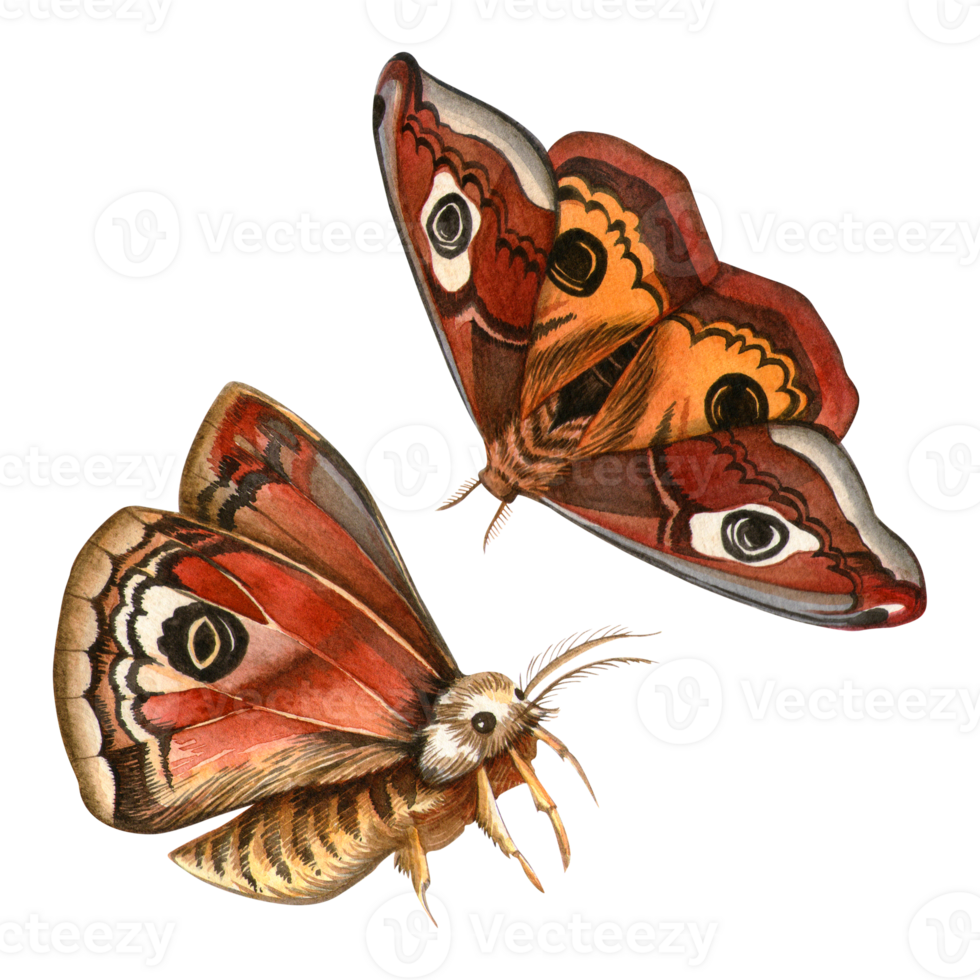 Saturnia pavonia butterflies set. Hand painted elegant watercolor illustration. Isolated bright peacock butterfly with white background. Ideal for vintage prints, patterns, seasonal card, stickers png