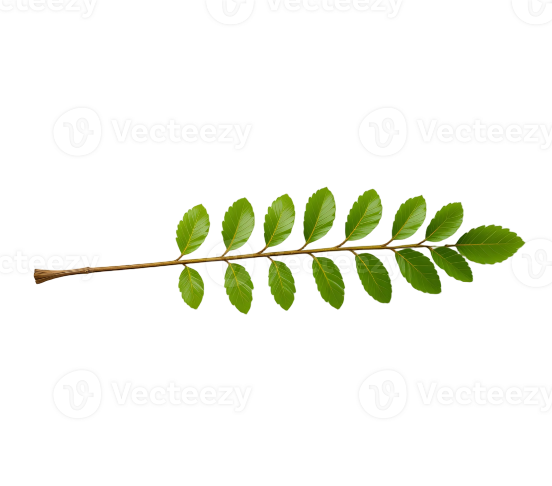 Fresh Curry Leaf Branch, , Transparent Background png