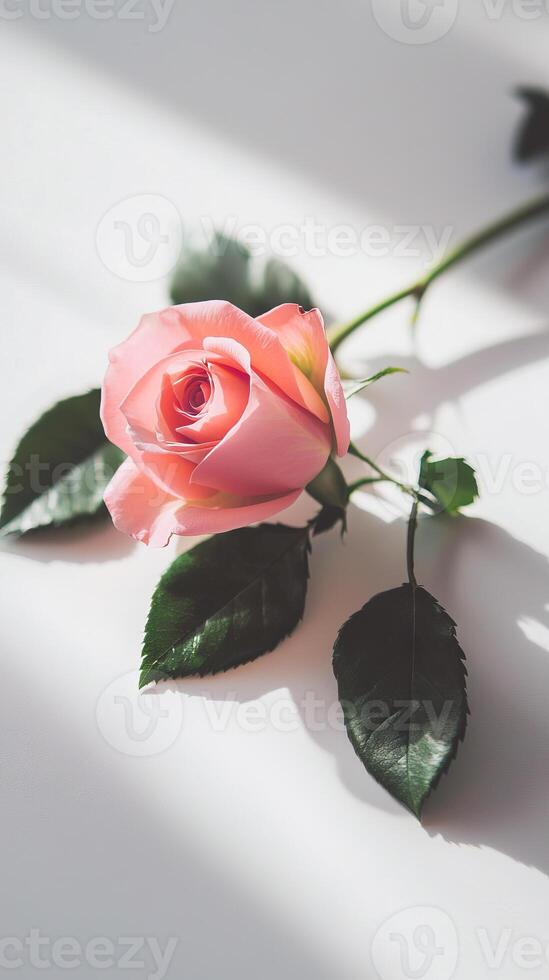 Elegant Pink Rose with Leaves on White Background. Concept of Beauty, Romance, and International Women's Day Celebration photo