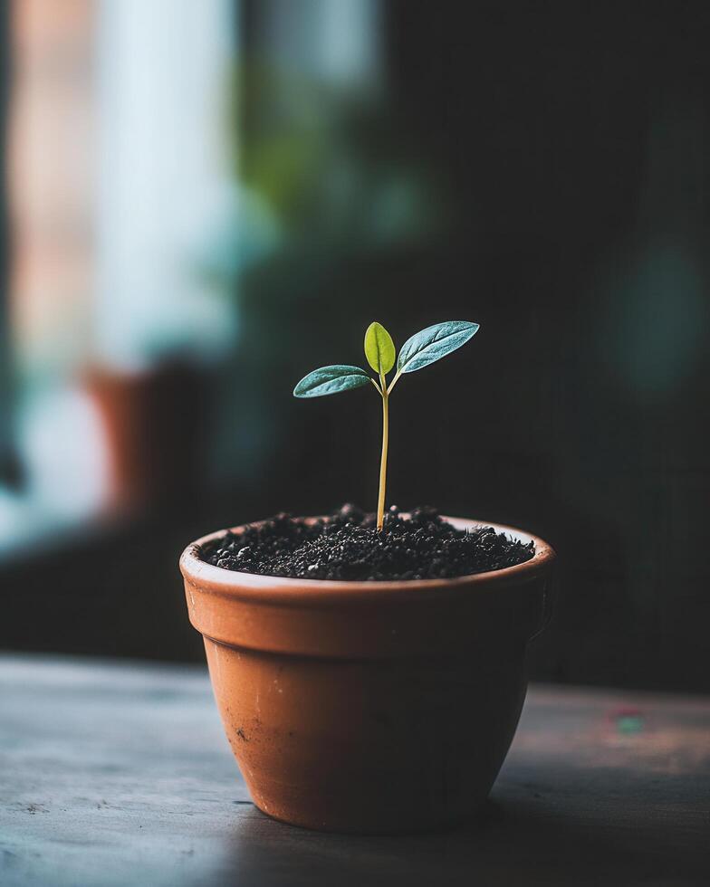 A young seedling grows in a terracotta pot, symbolizing a fresh start and new beginnings. photo