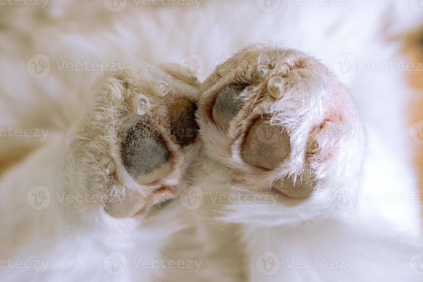 Close up view of a pair of adorable white dog paws, showcasing their adorable and soft appearance. photo