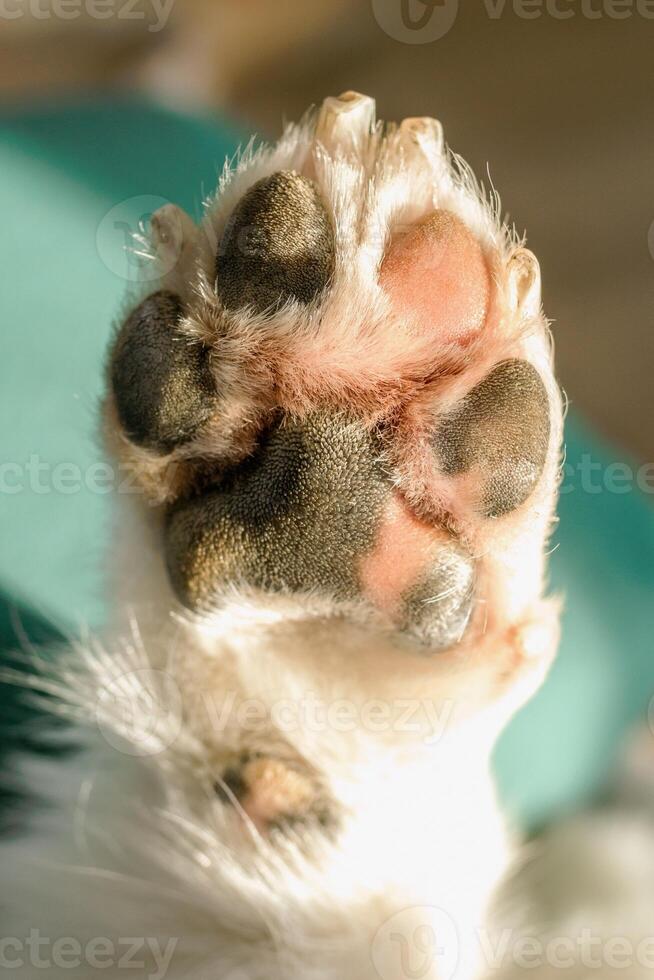 Close up of paw of dog with long nails and unique textured patterns on green background in sunlight. photo