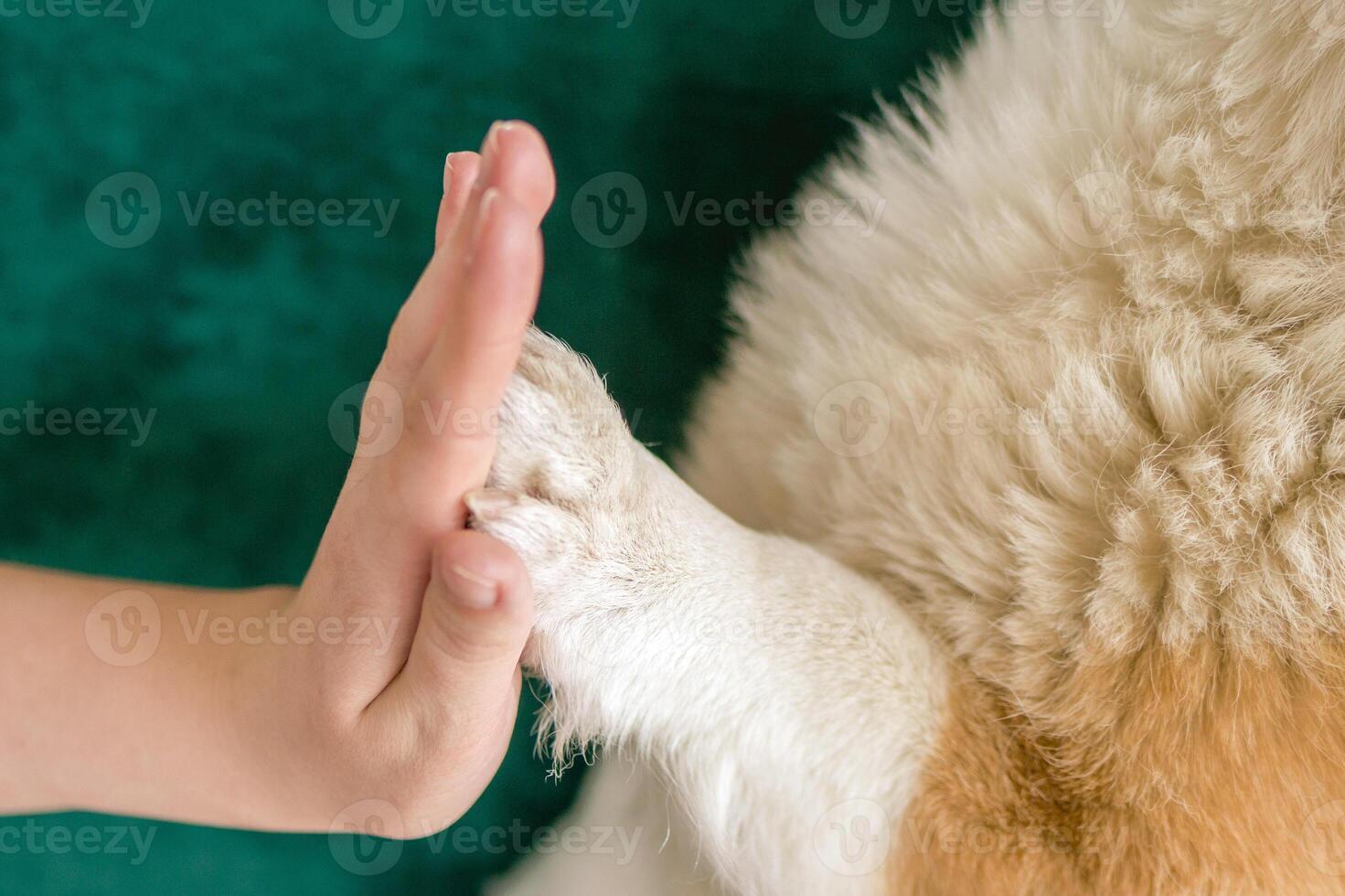 Heartwarming moment of connection between paw of dog and hand of human giving a high five. photo
