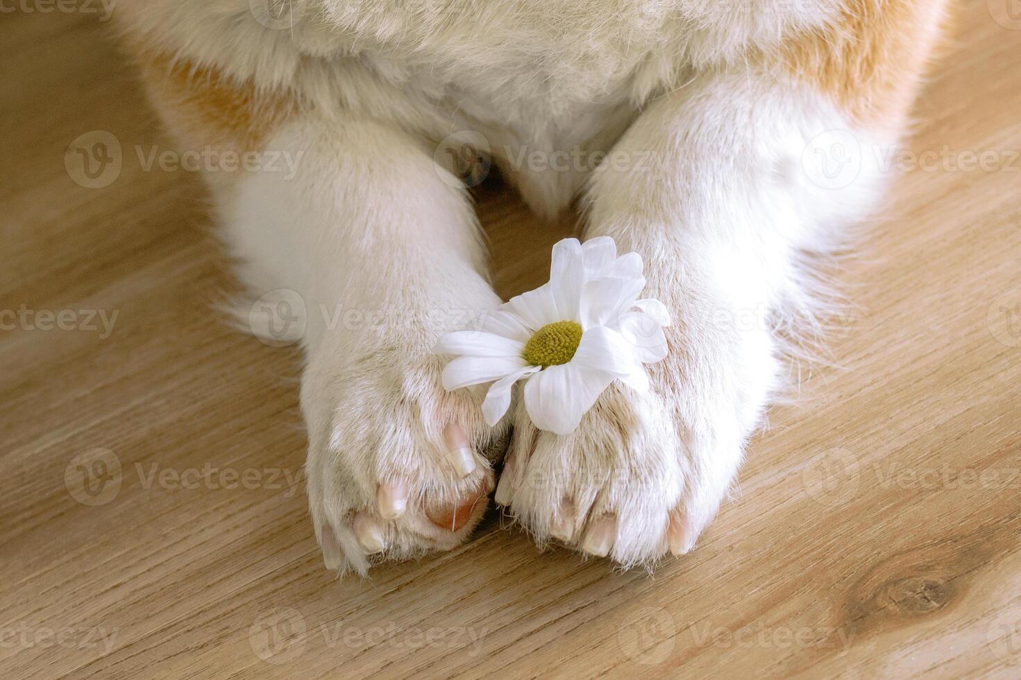 Beautiful white flower is placed gently between soft fluffy paws of dog on wooden floor at home.e. photo