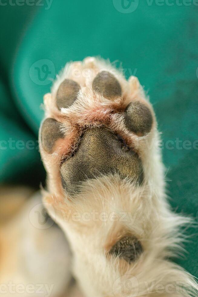 Close up of paw of dog black and pink pads on green background. Sign of friendship and open minded photo