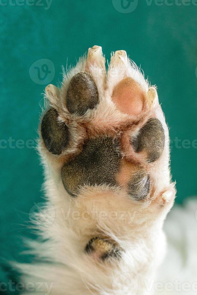 Close up of paw of dog black and pink pads on green background. Sign of friendship and open minded. photo