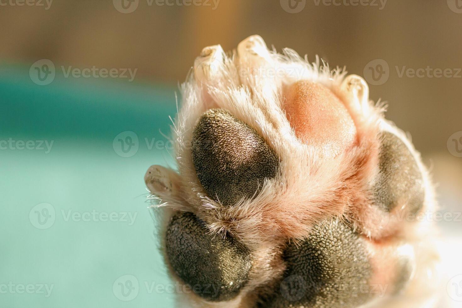 A detailed close up of paw of dog with nails, paw pads, and fur for pet care and animal lovers. photo
