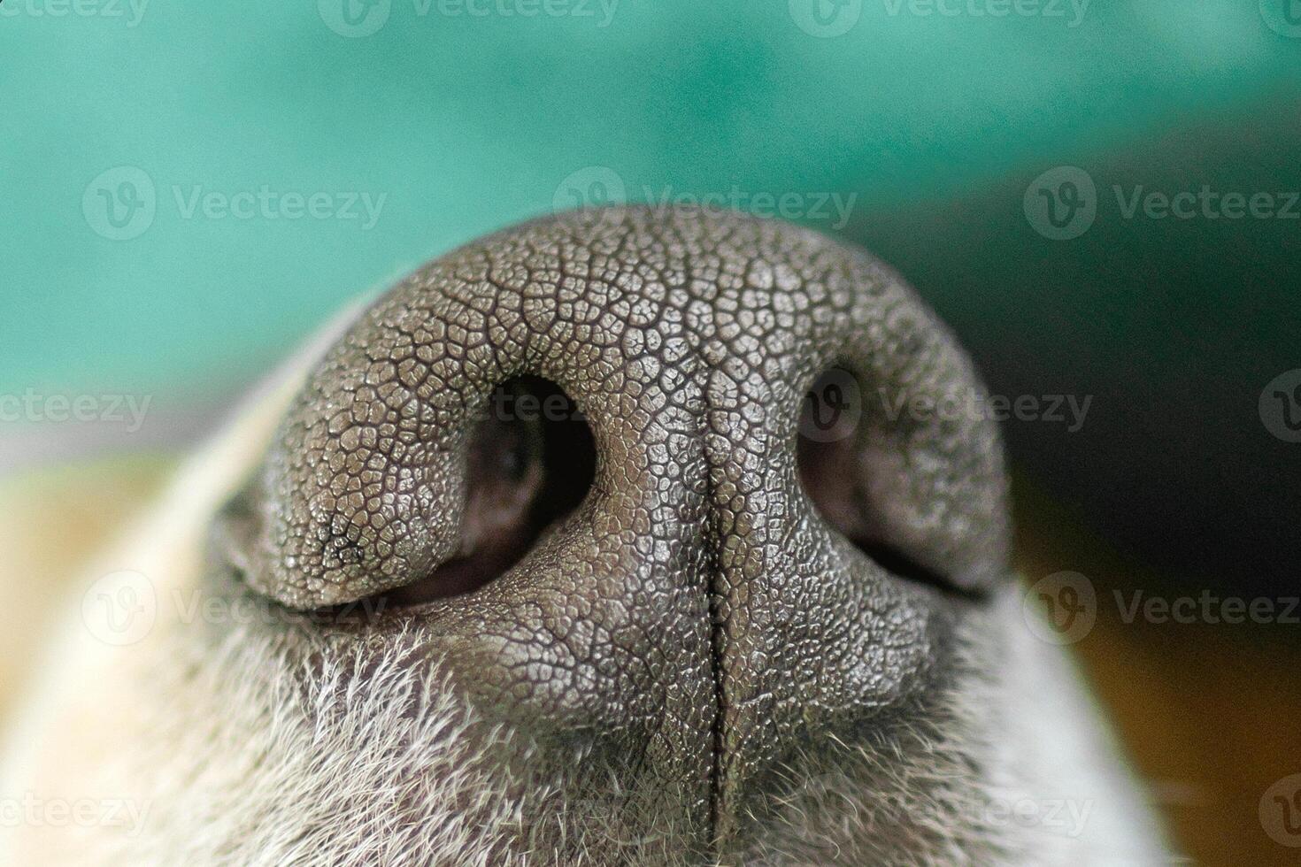 Close-up of nose of dog featuring textured black surface with light brown fur surrounding it. photo