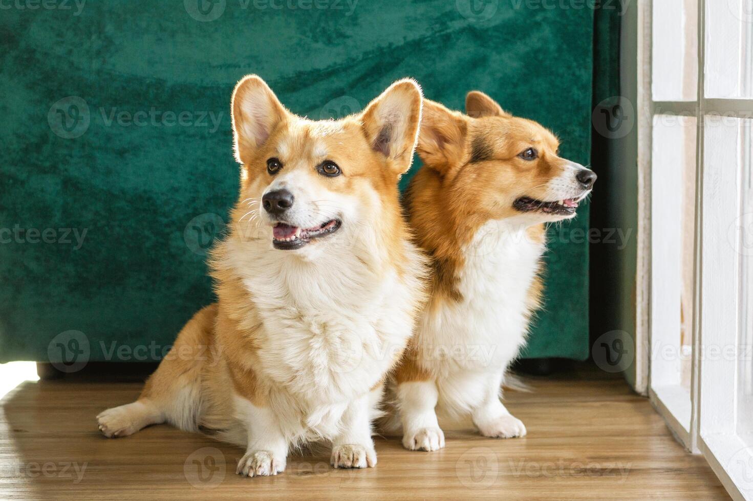 Two corgi dogs with perky ears sitting side by side on wooden floor in front of green background. photo