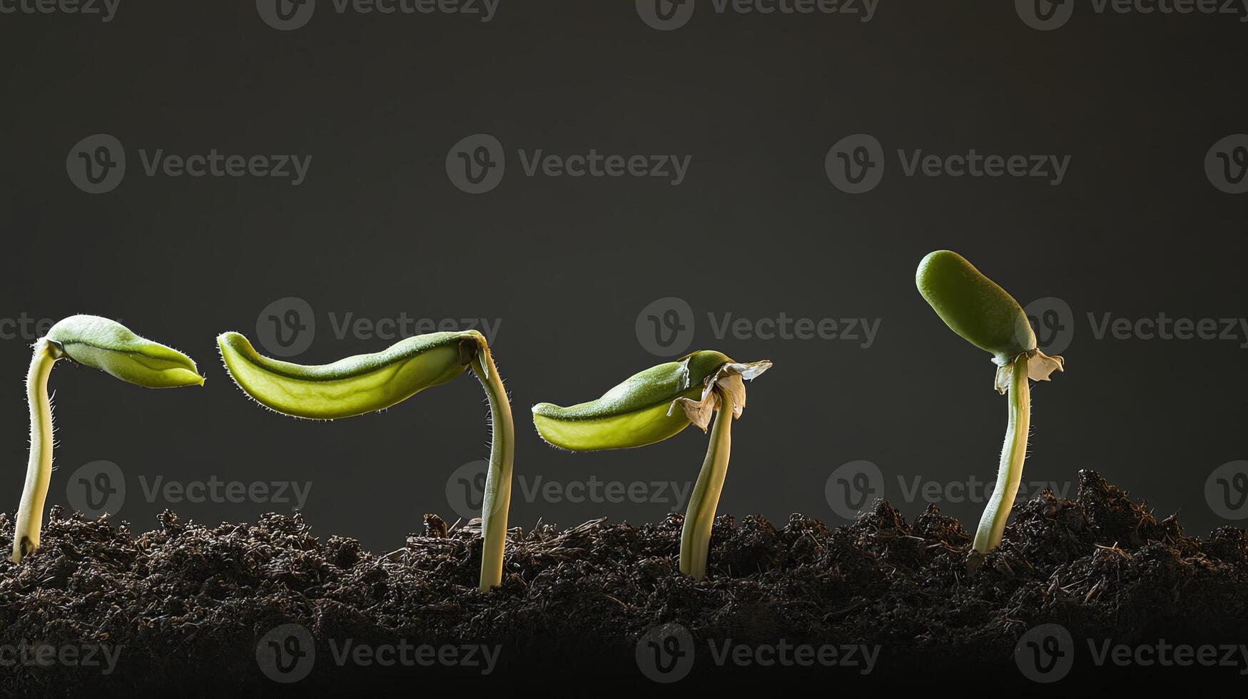 Green bean sprouts grow from soil in a time lapse sequence under warm sunlight showcasing their development process photo