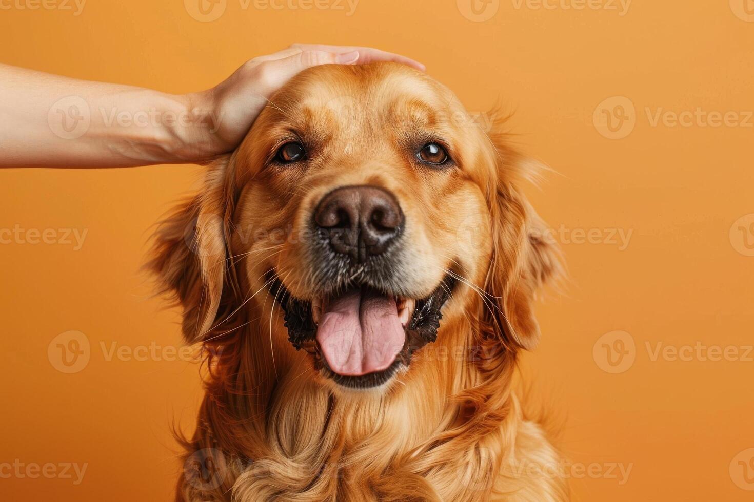 A dog whose head is rubbed smiles happily photo