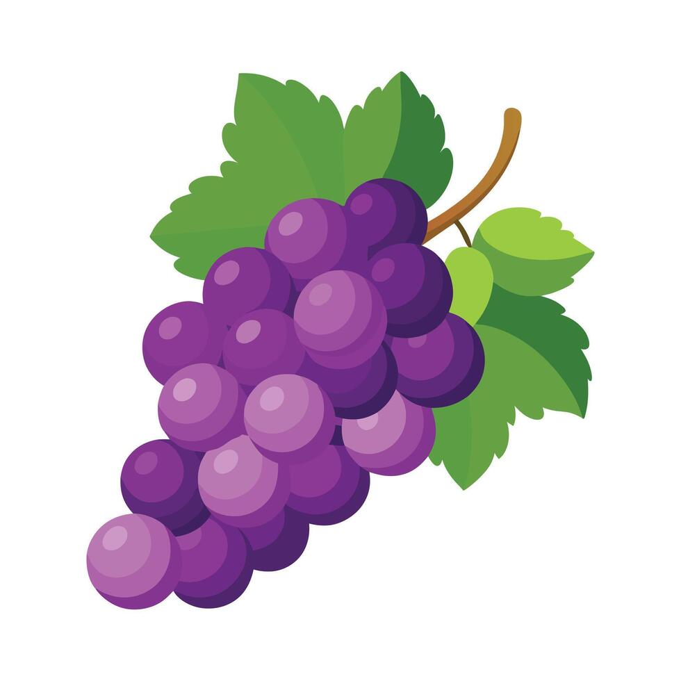 Bunch of grapes with leaf and fresh purple berries ready to eat vector