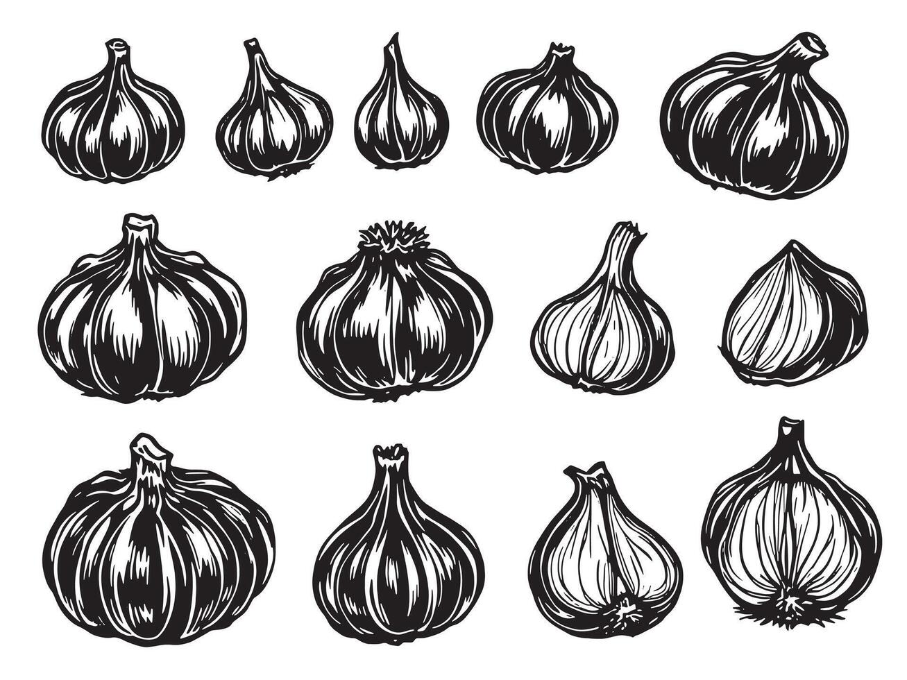 Garlic cloves and bulbs in different shapes and sizes vector