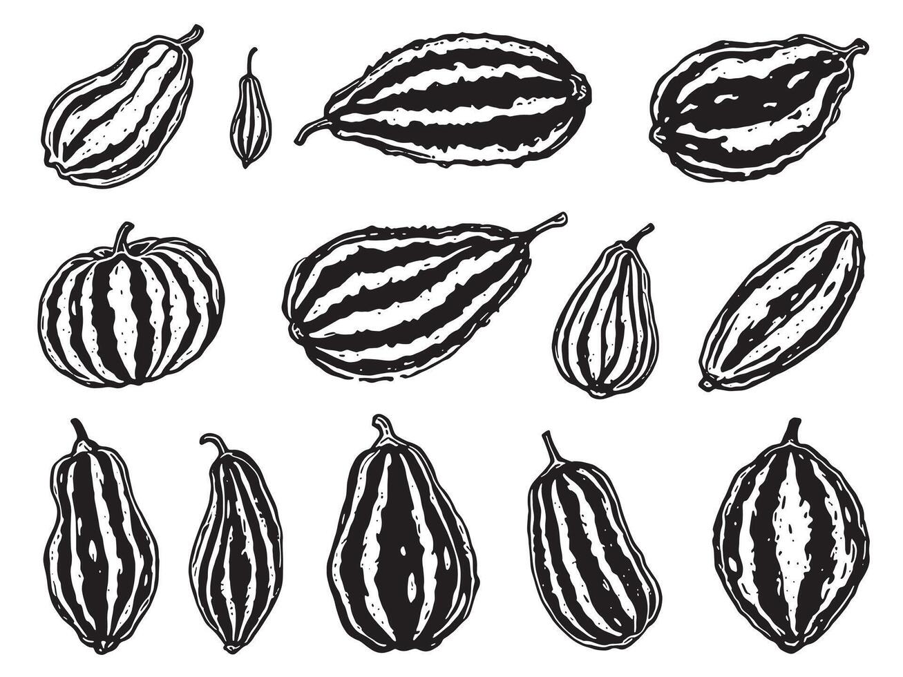 A set of different types of squash, including pumpkin, zucchini and pumpkin vector
