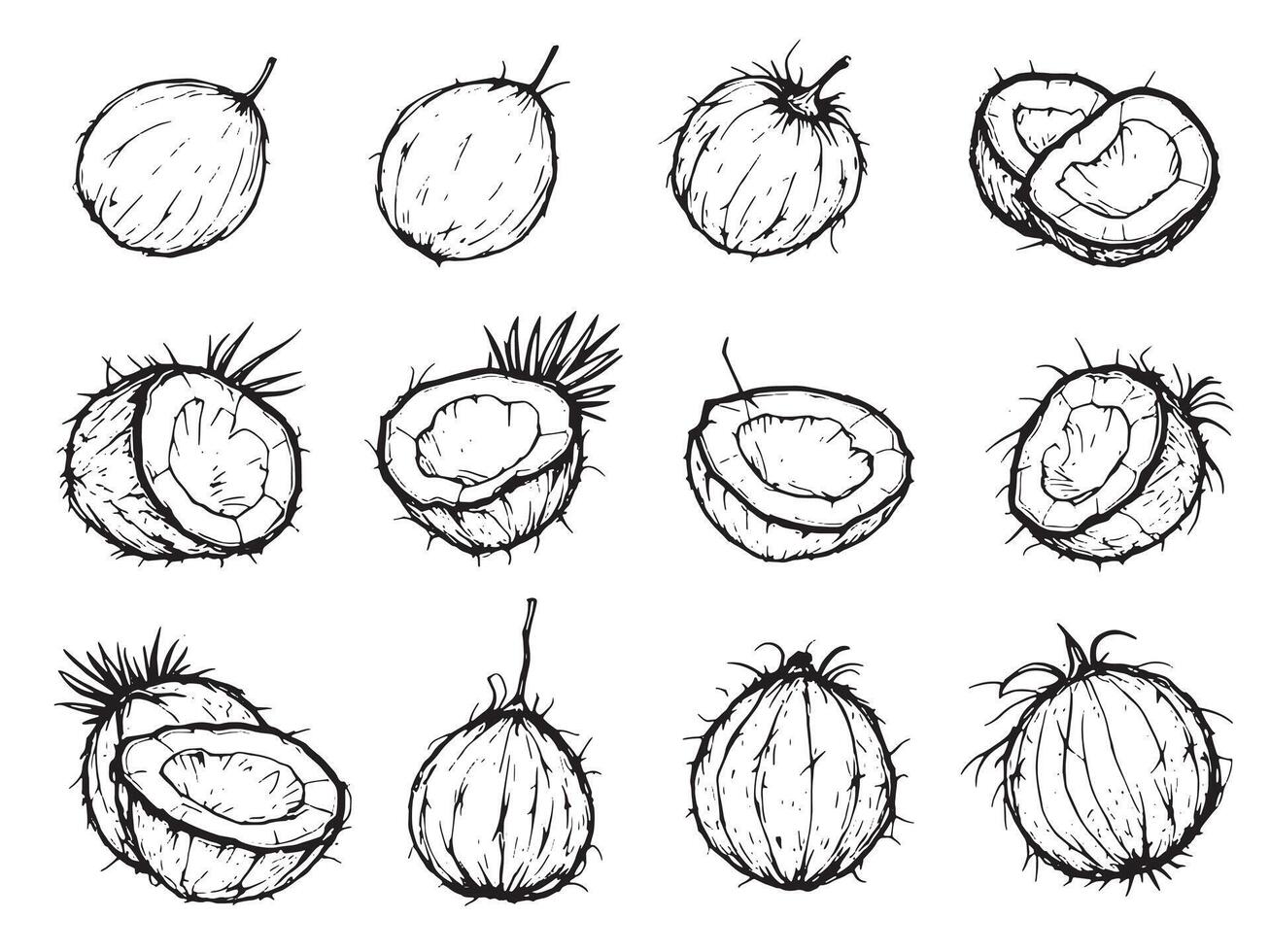 A set of different coconut fruits drawn in black ink vector