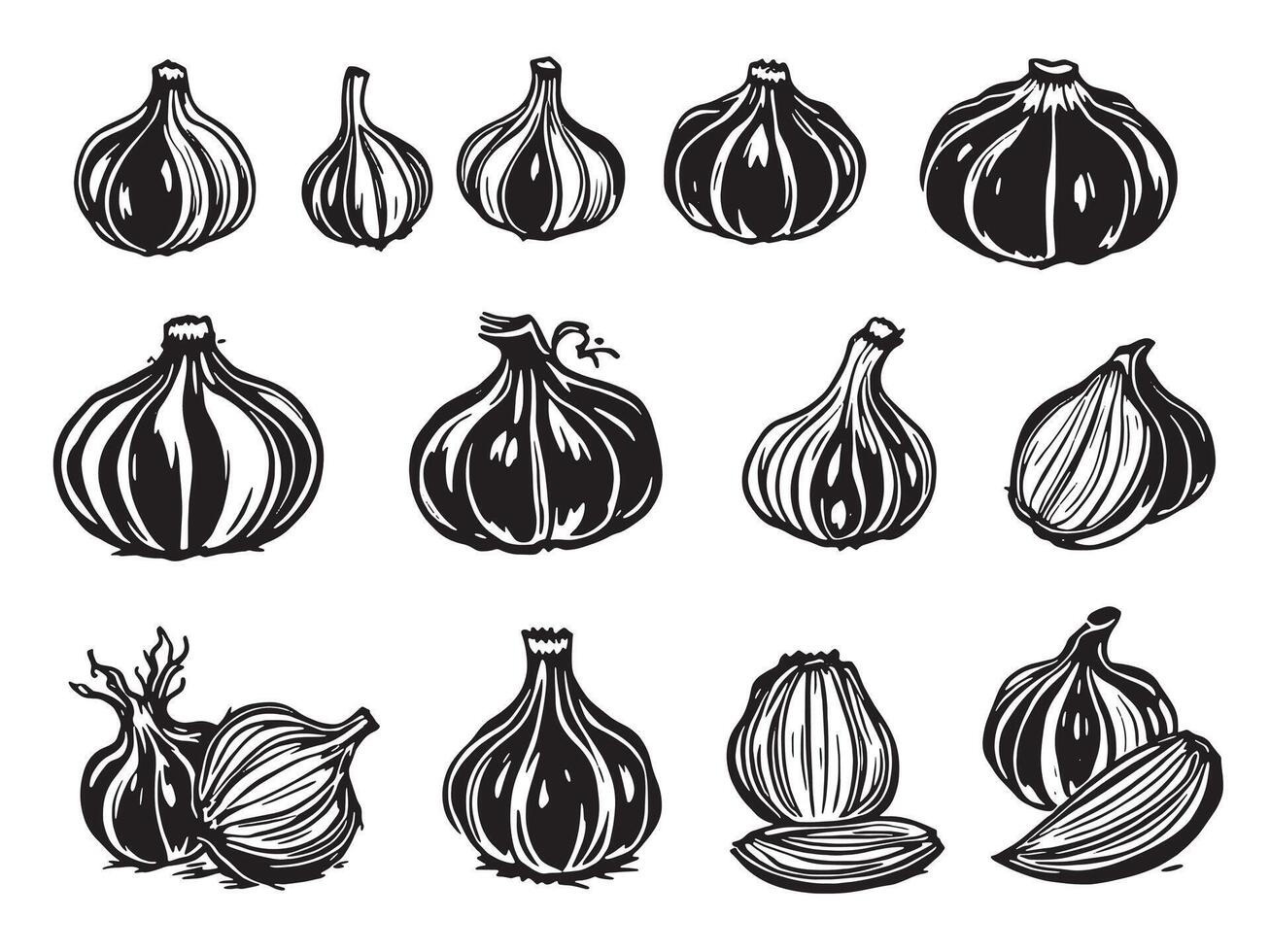Various types of garlic on a white background vector