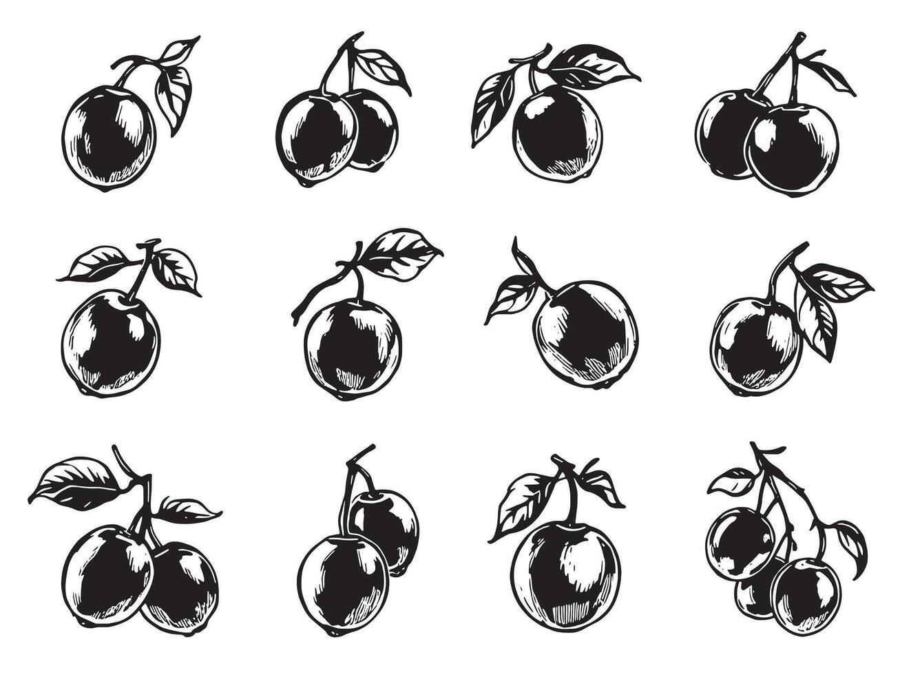 Black plums on white background vector