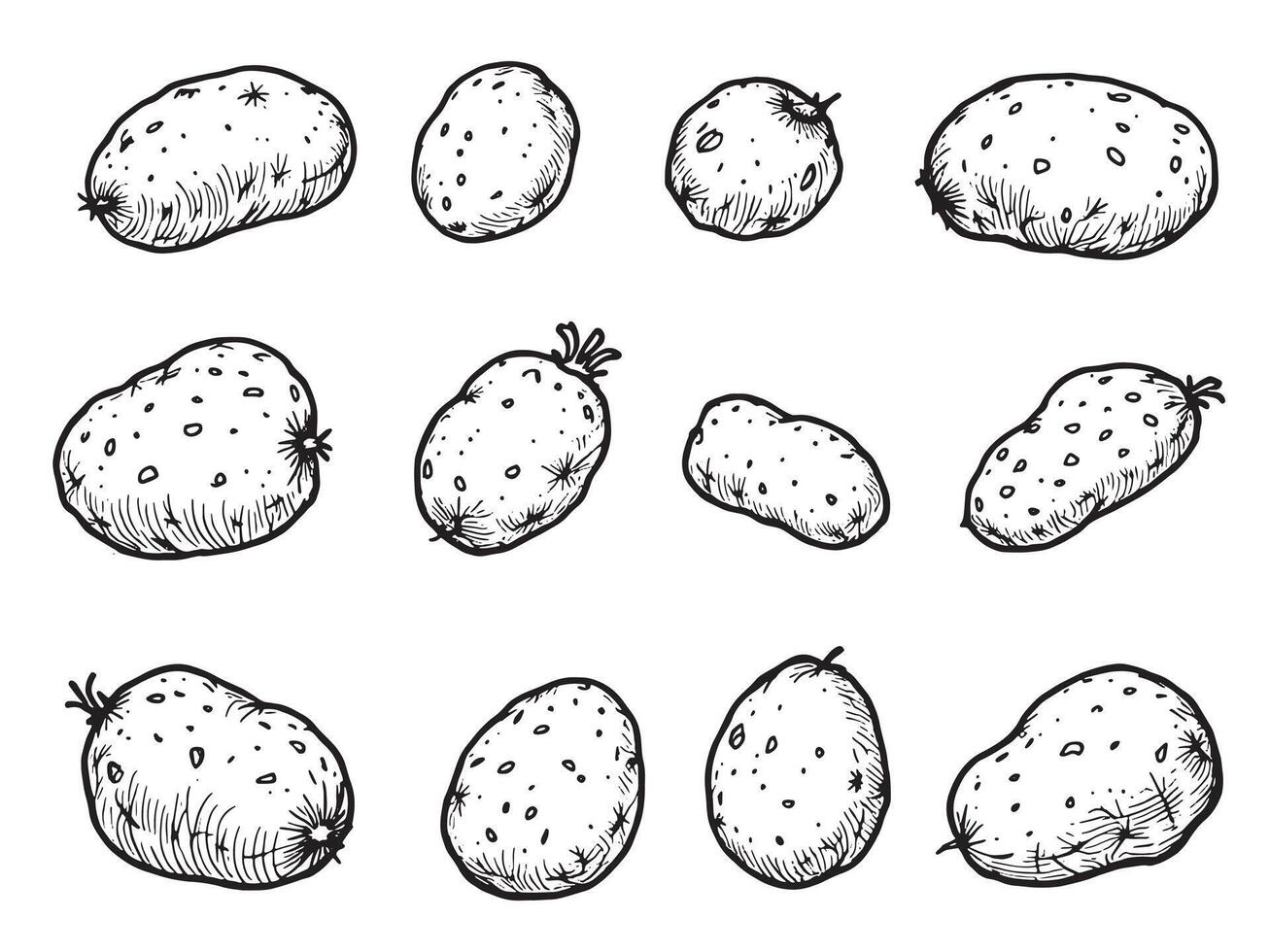 A set of potatoes in various stages of growth vector