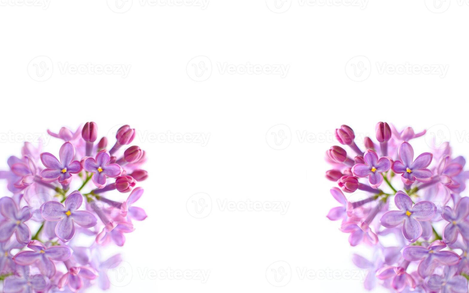 Lilac blossoms create a stunning display of delicate beauty in soft morning light photo