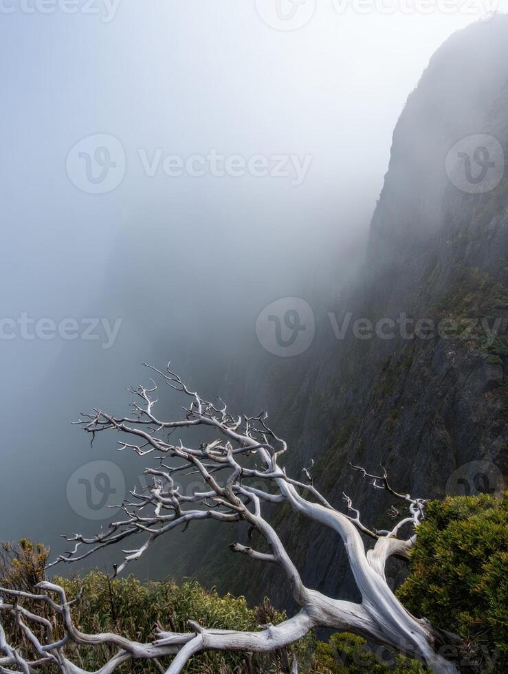 Mysterious fog envelops a rugged cliff as a lone tree bends in the wind at dawn photo