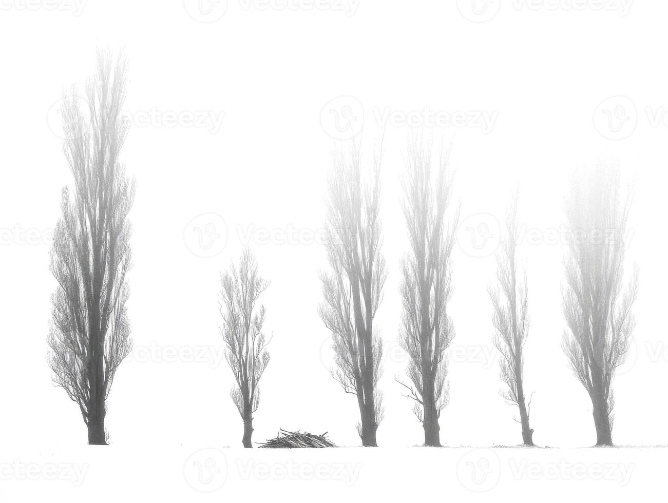 Tall trees stand in misty field during winter season near a rural area photo