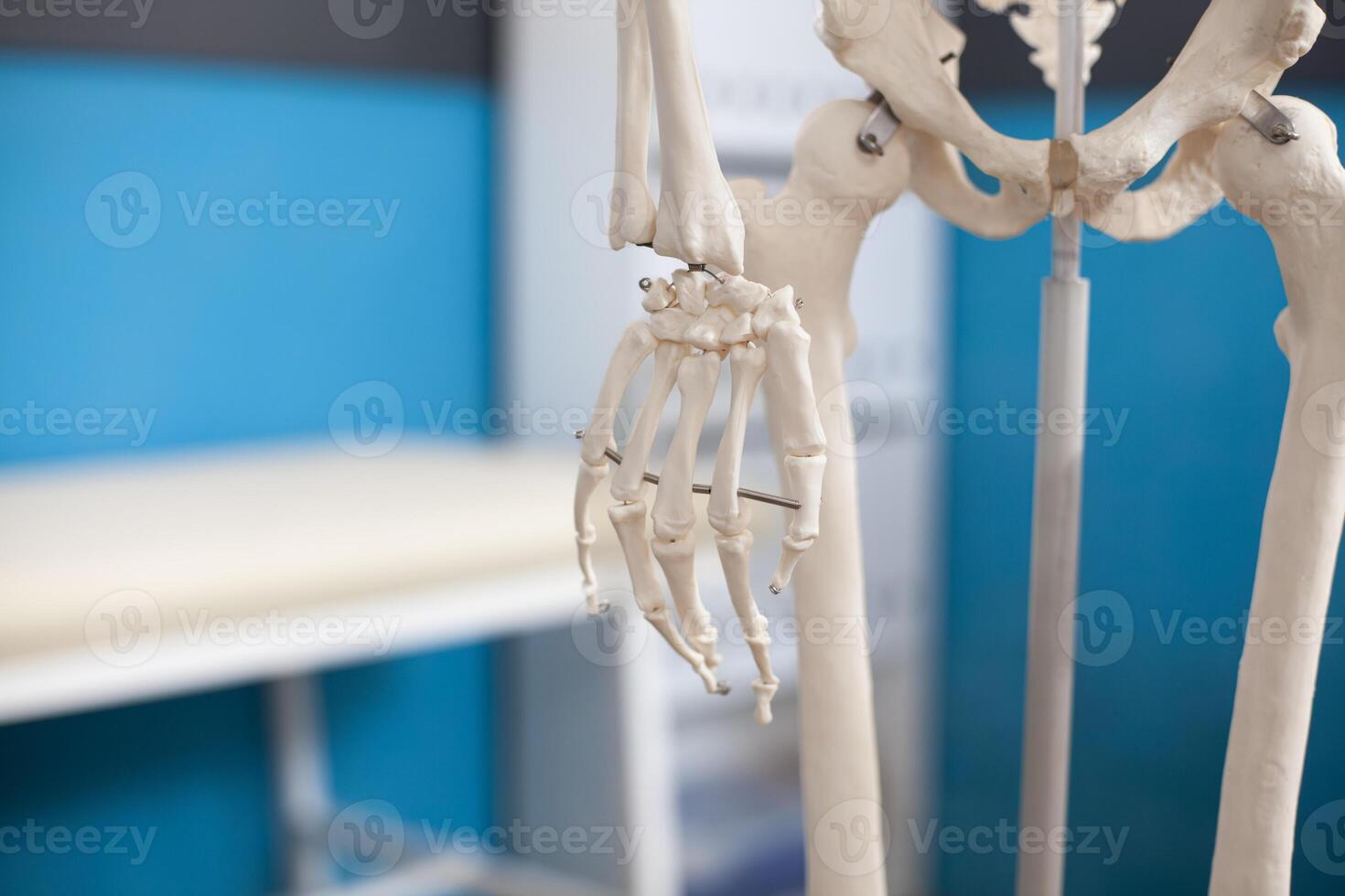 Closeup of hand skeleton placed in empty clinic office with hospital cabinet and bed in background for osteopathic examination. Detailed shot of palmar skeletal structure of human body in medical room photo