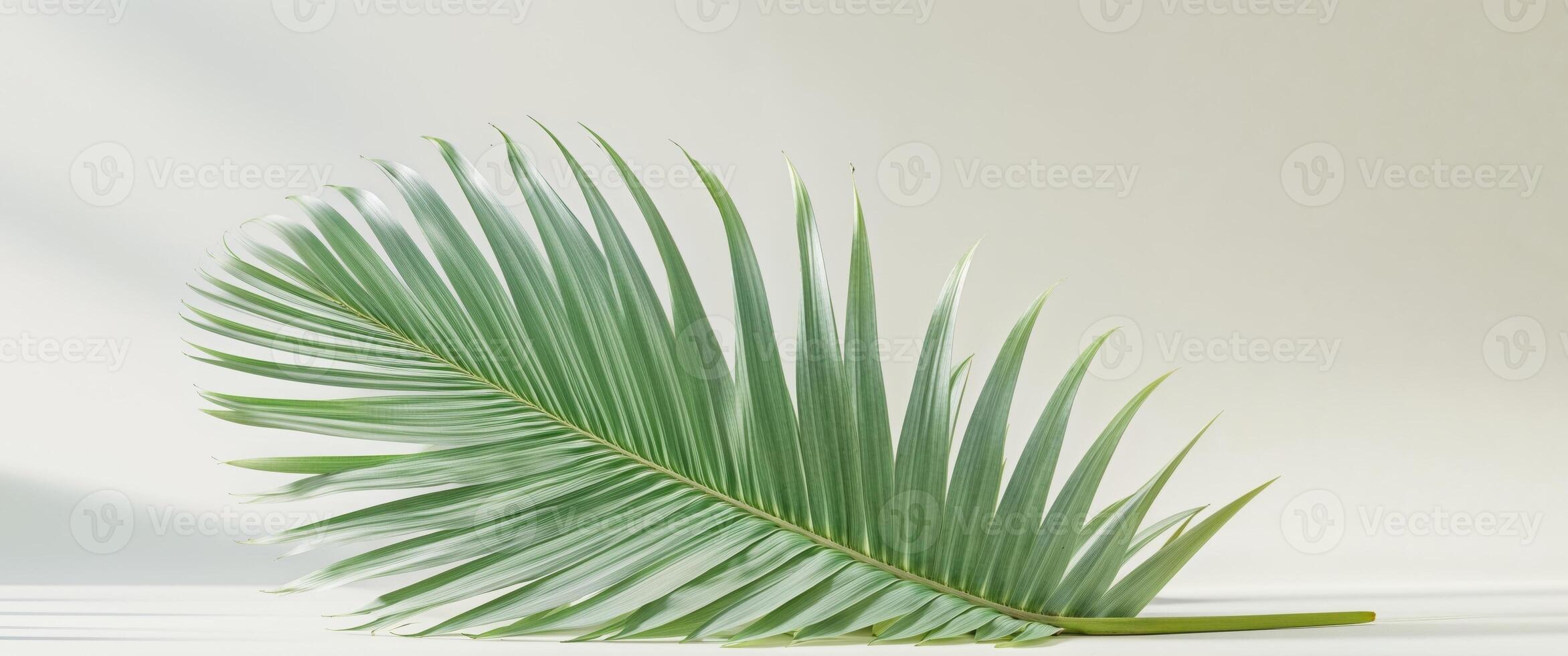 Palm leaf on white background 3d render photo