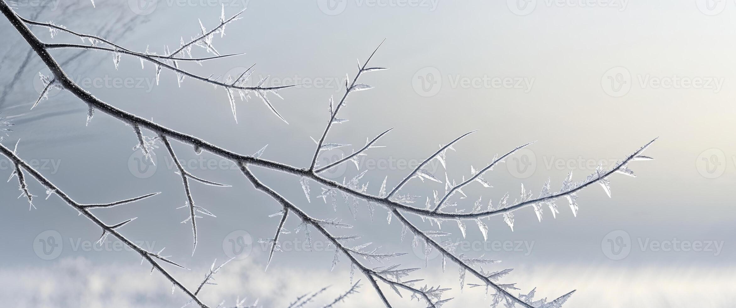 Branch with many small limbs covered with crystalline frost photo