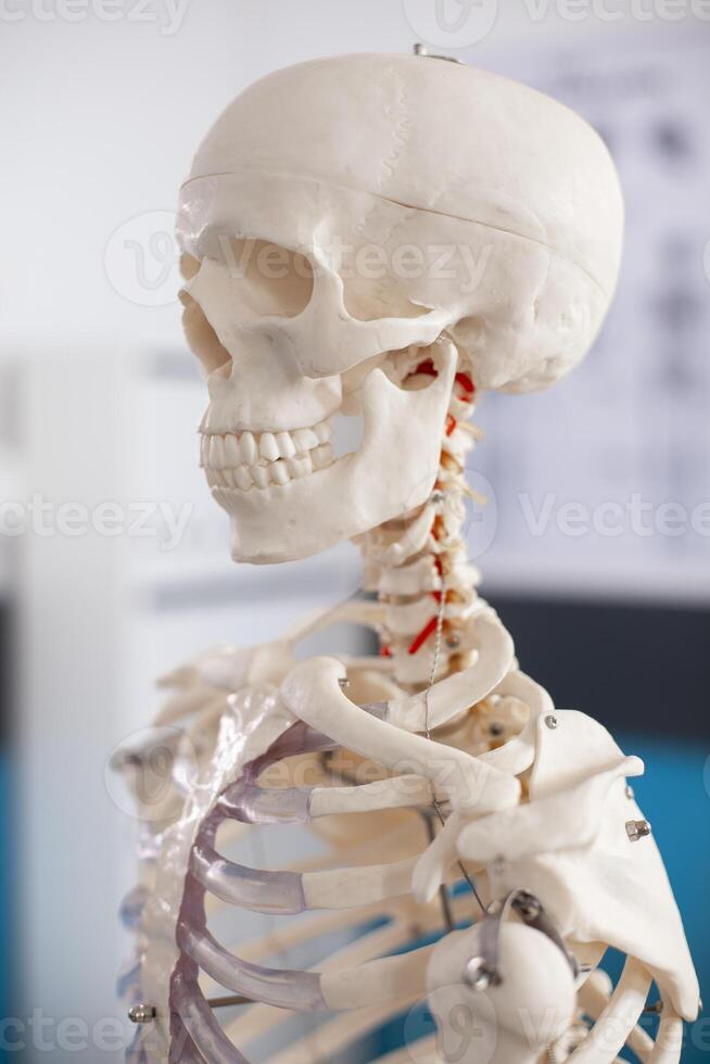Close-up of human skeleton skull in unoccupied doctors office, showing intricate bone structure, prepared for orthopedic diagnostics. Side profile of skeletal structure of human head in medical room. photo
