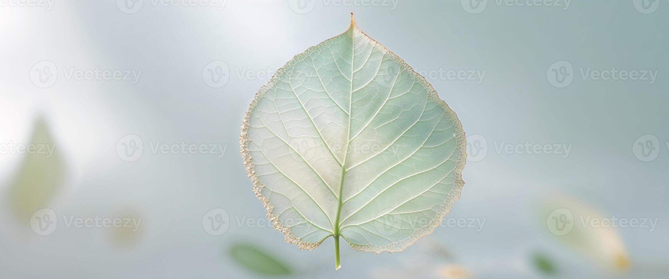 A leaf is floating in the air with a blurry background photo