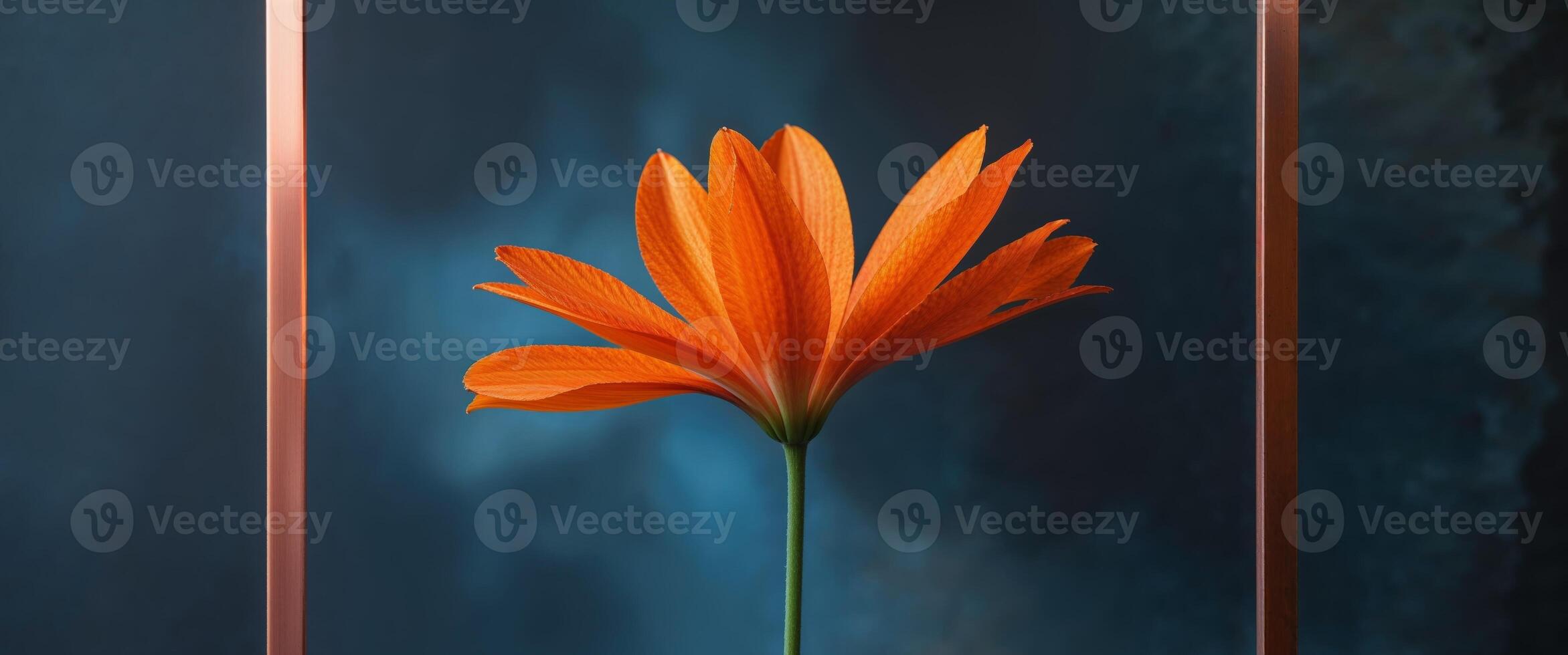 An orange flower is sitting in a glass frame photo