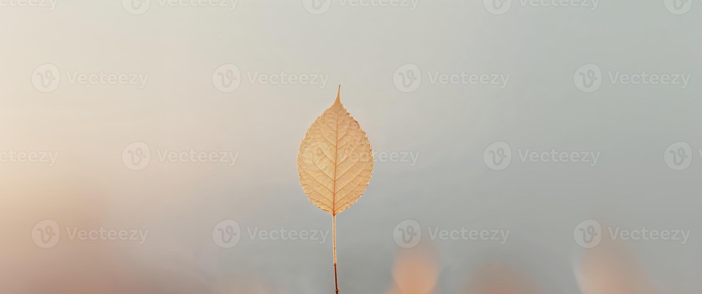 A single leaf is sitting on top of a fire photo