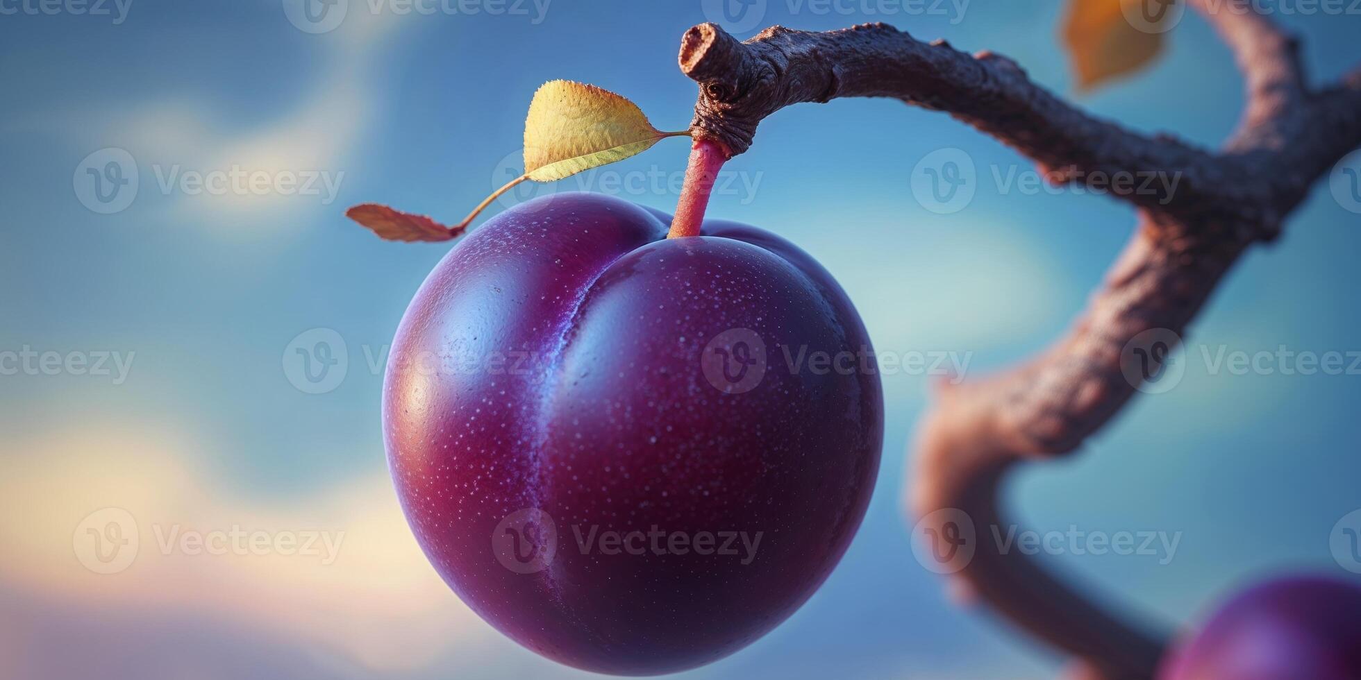 A purple plum is hanging on a branch photo