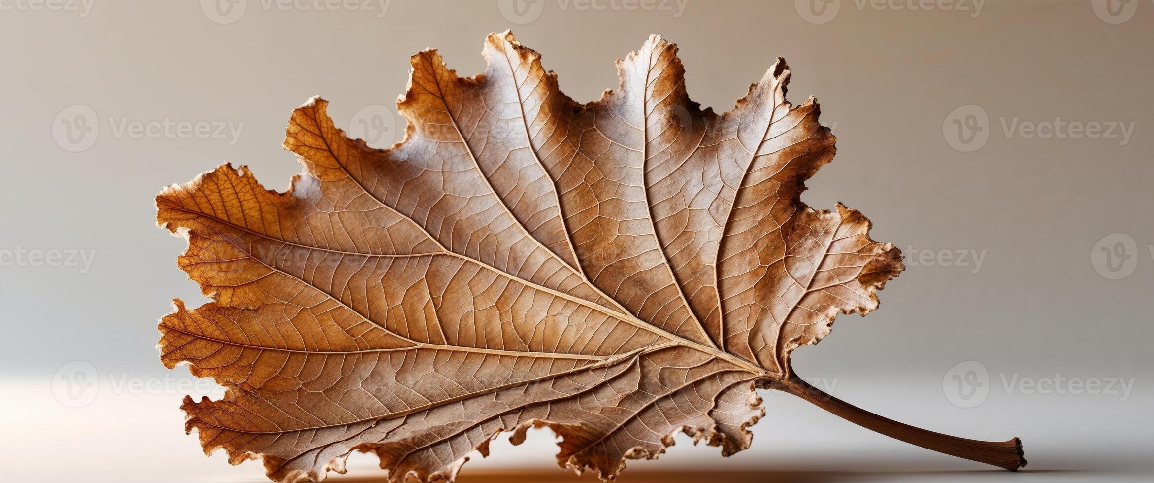 Dried Oak Leaf with Curled Edges and Visible Veins photo