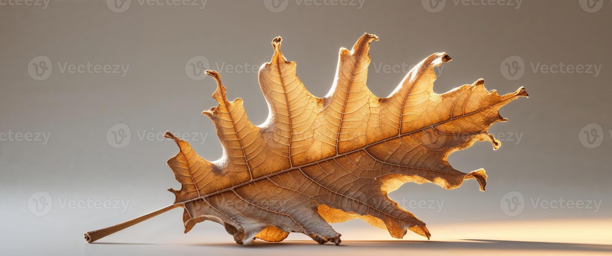 A dead oak leaf on a table photo