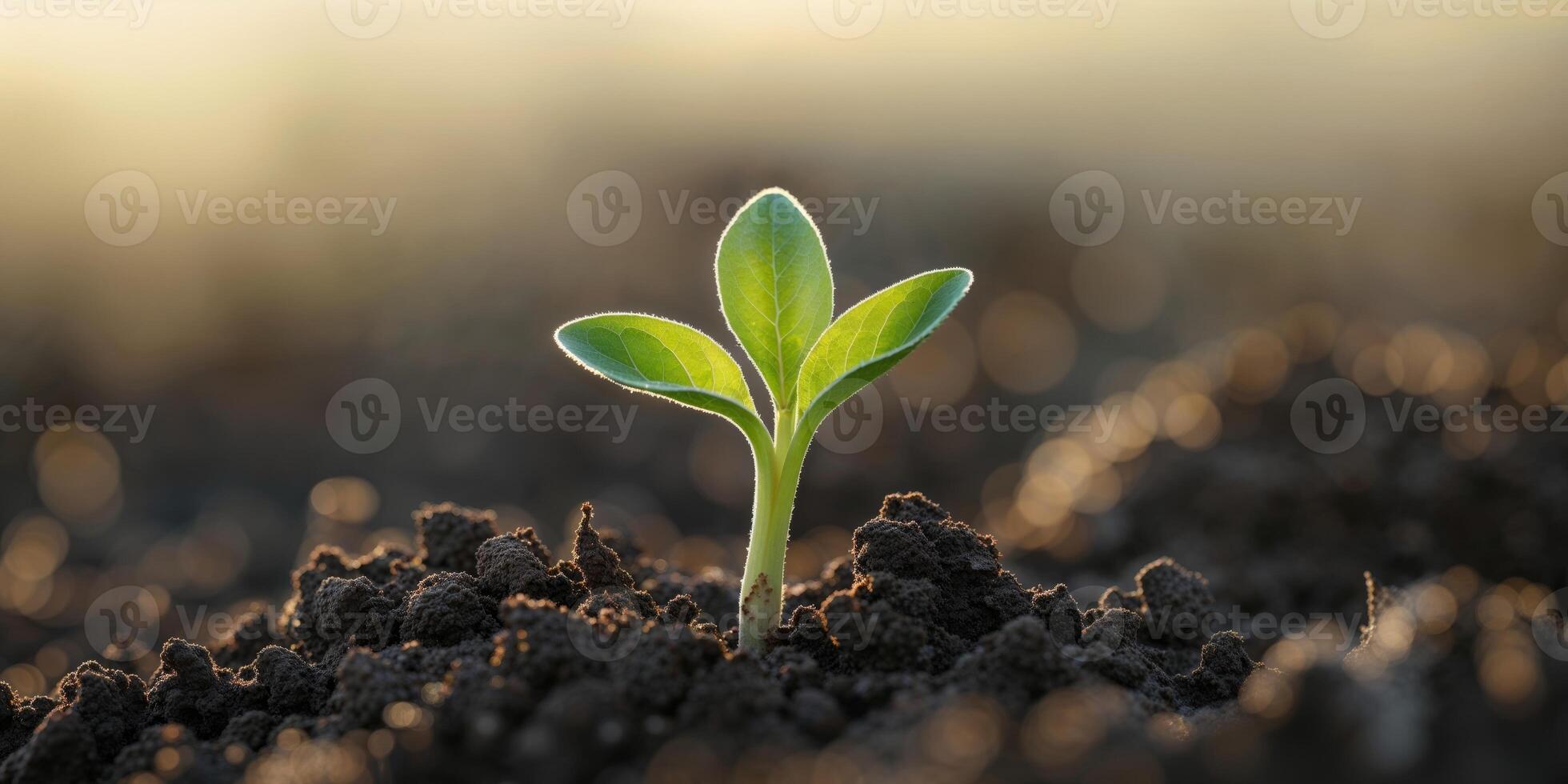 Tender sprout emerging from fertile soil bathed in warm sunlight symbolizing hope and new beginnings in nature photo